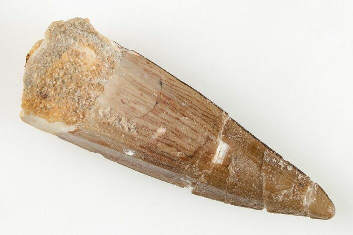 Bargain, 1.58" Spinosaurus Tooth - Real Dinosaur Tooth